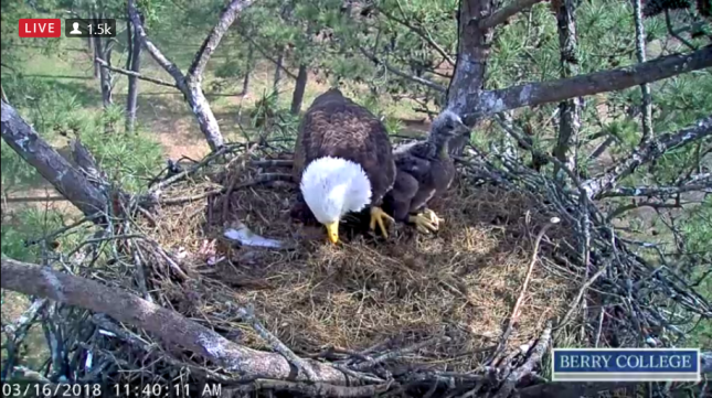 Berry college live eagle sales cam