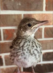 Brown Thrasher