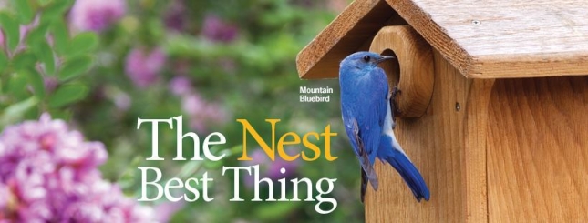 Nest Best Thing